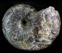 Hoploscaphites Plenus Ammonite - Montana #28611-1
